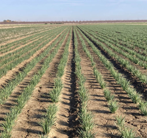 Agricultural Conservation