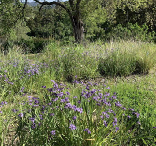 Commercial Beautification