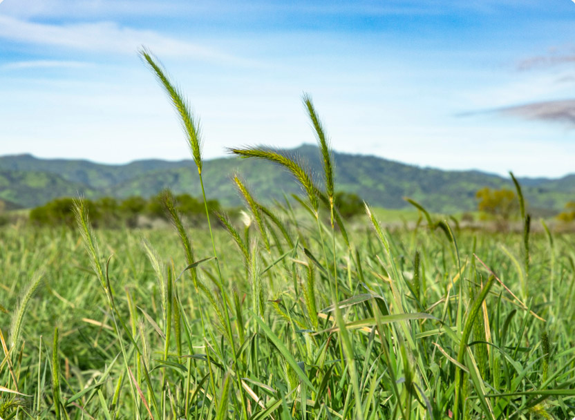 Conservation Grasses