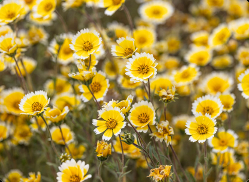 Conservation Wildflowers