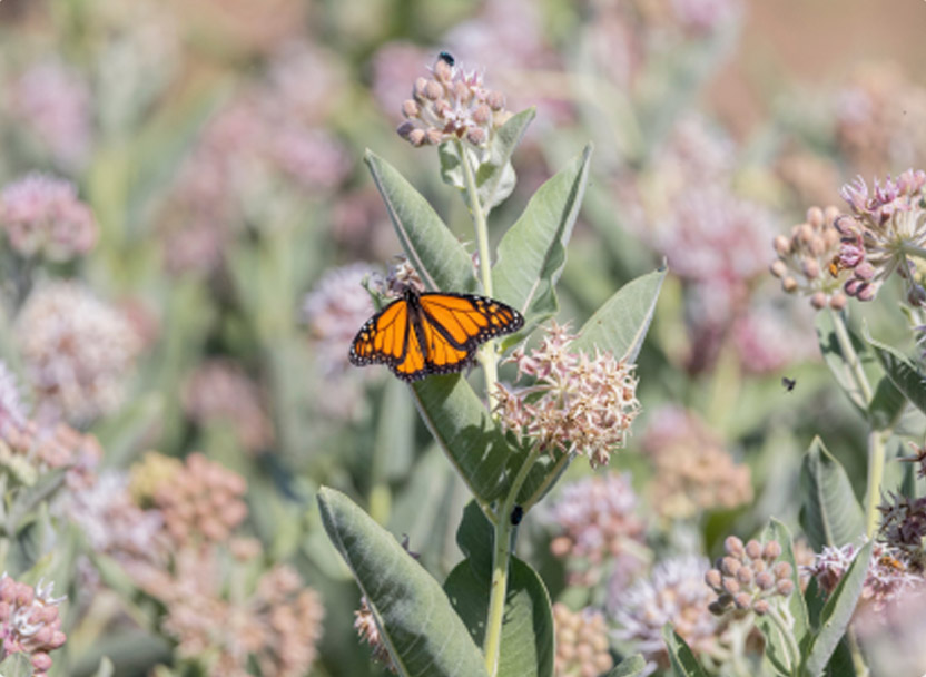 Pollinator Habitat