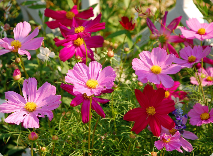 Ornamental Wildflowers