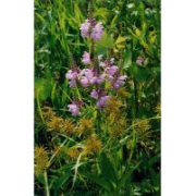 Obedient Plant (False Dragonhead)