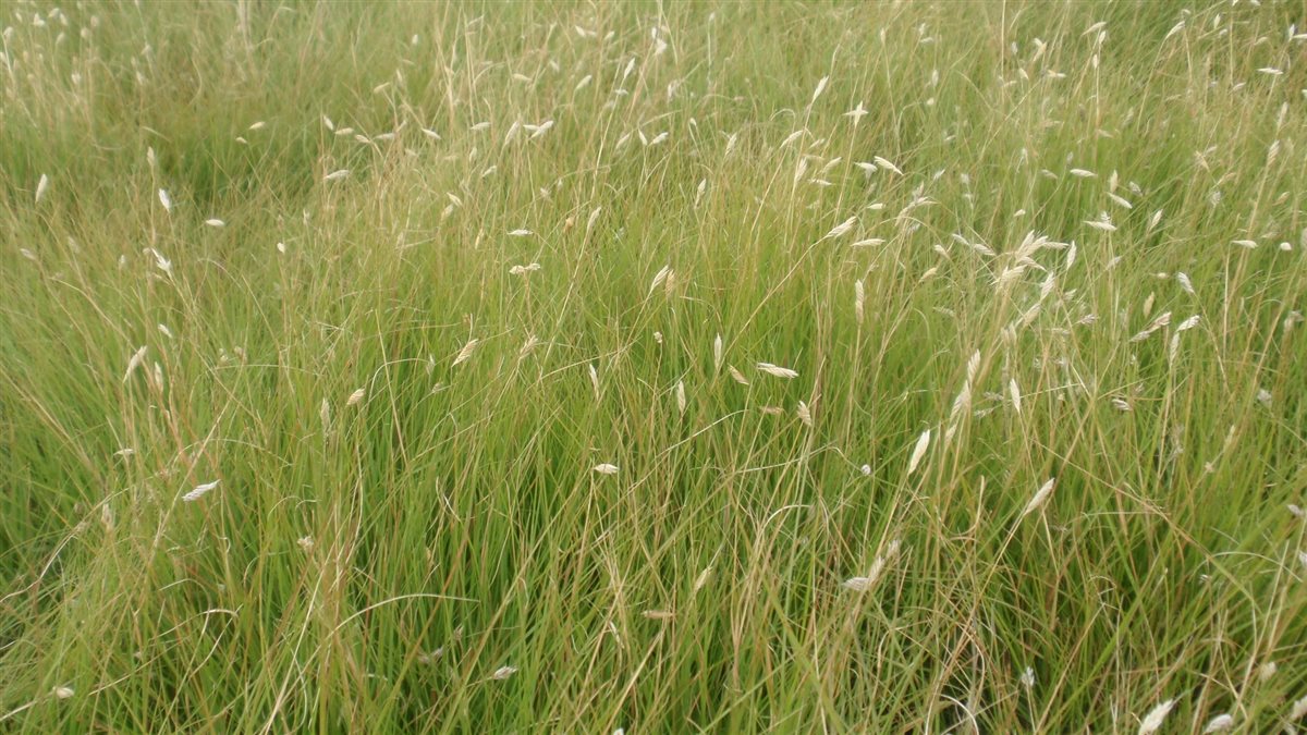 Texoca Buffalograss