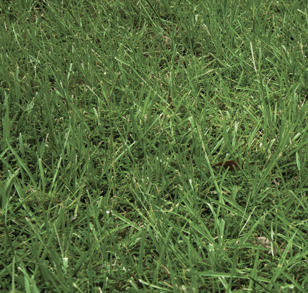 Tuff Turf Fescue, Premium Blend