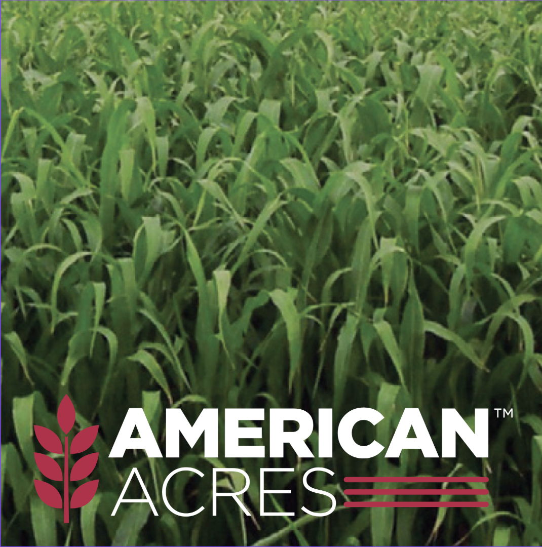 1st Choice BMR Sorghum Sudan