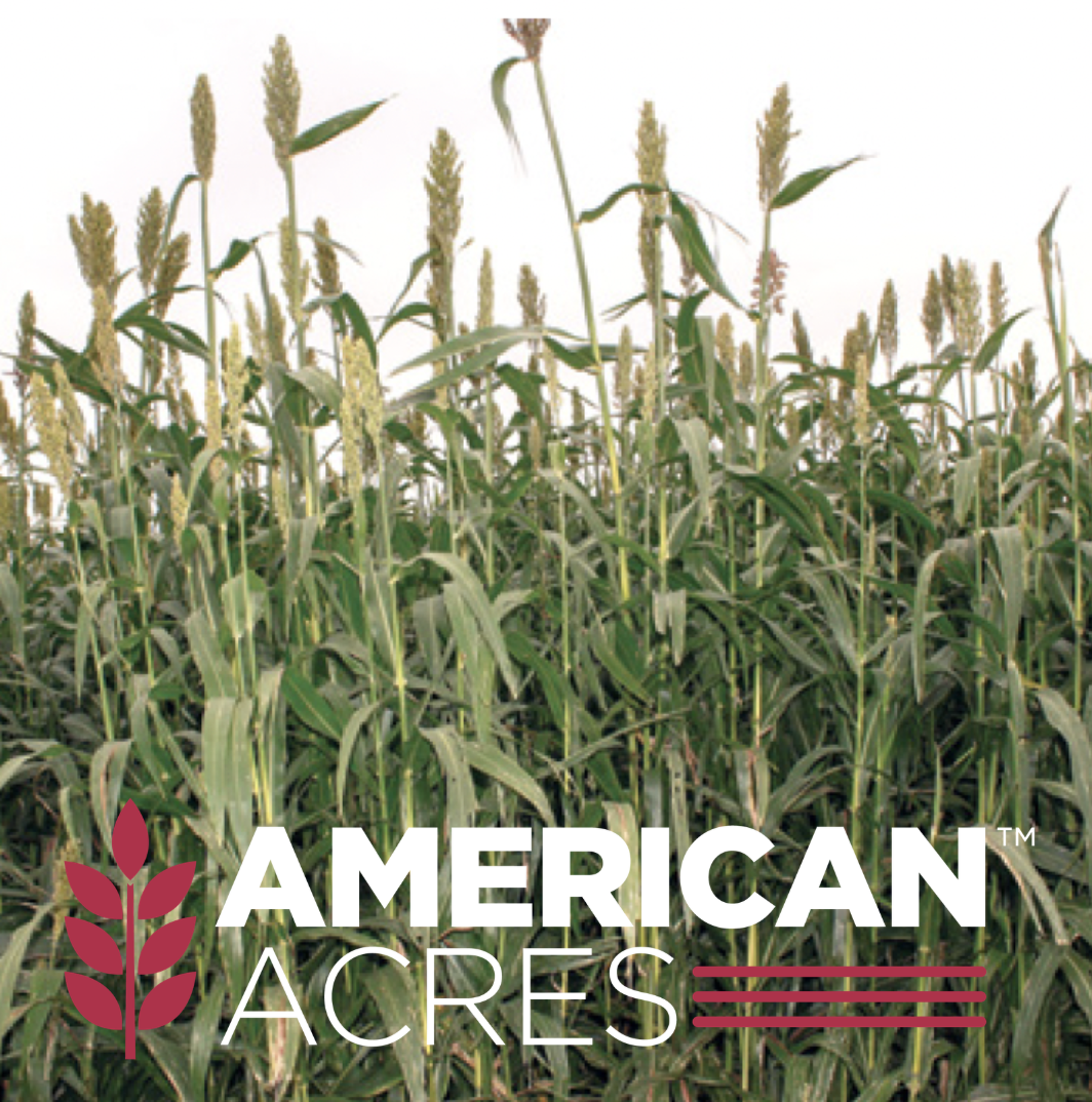 Magnum Sterile Hybrid Forage Sorghum