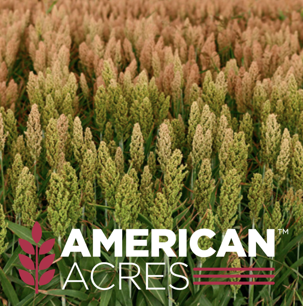 Packer HGY Forage Sorghum