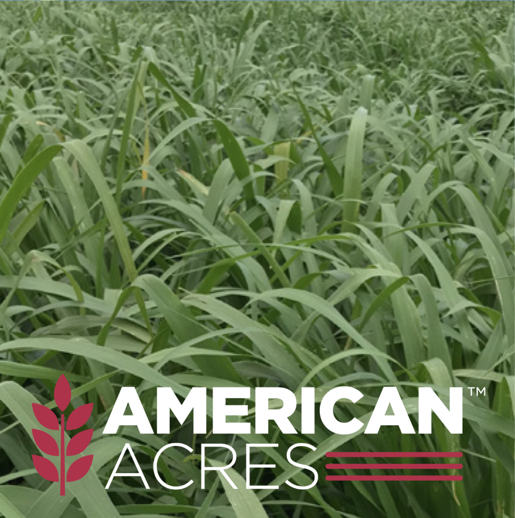 All Star Hybrid Pearl Millet