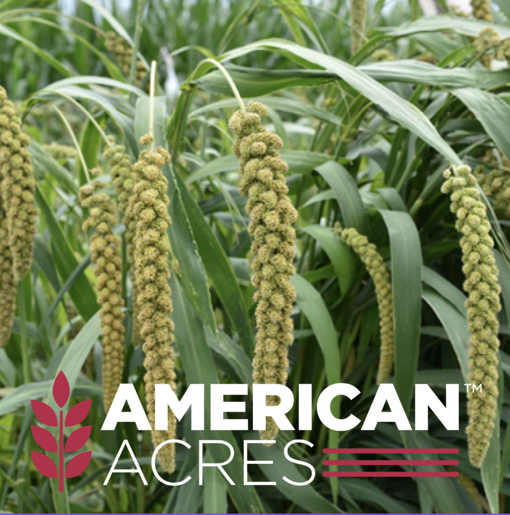 German (Foxtail) millet