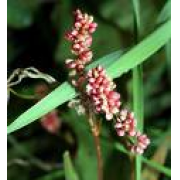 Smartweed, Marsh (Pennsylvania)