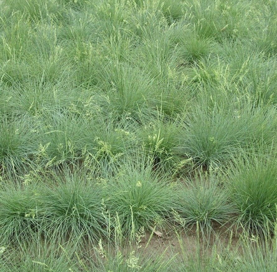 Ornamental Mix (Irrigated)