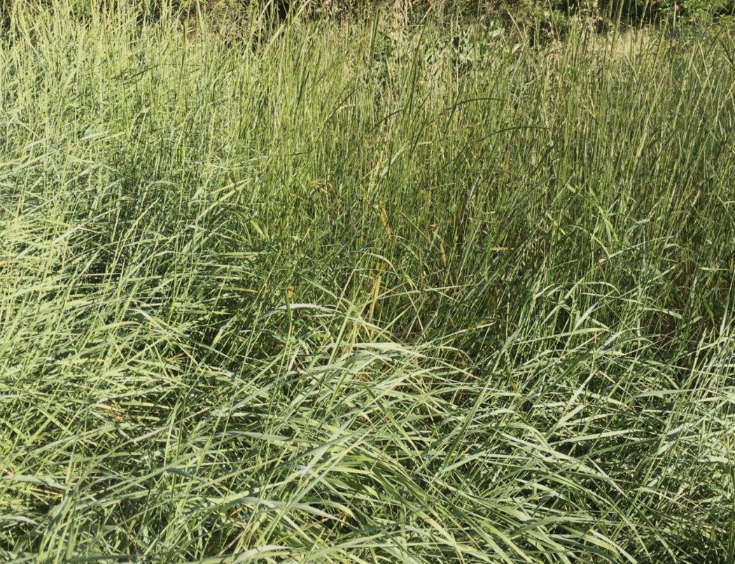 Streambank Mix
