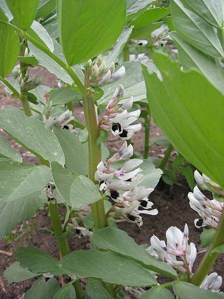 Soil Builder