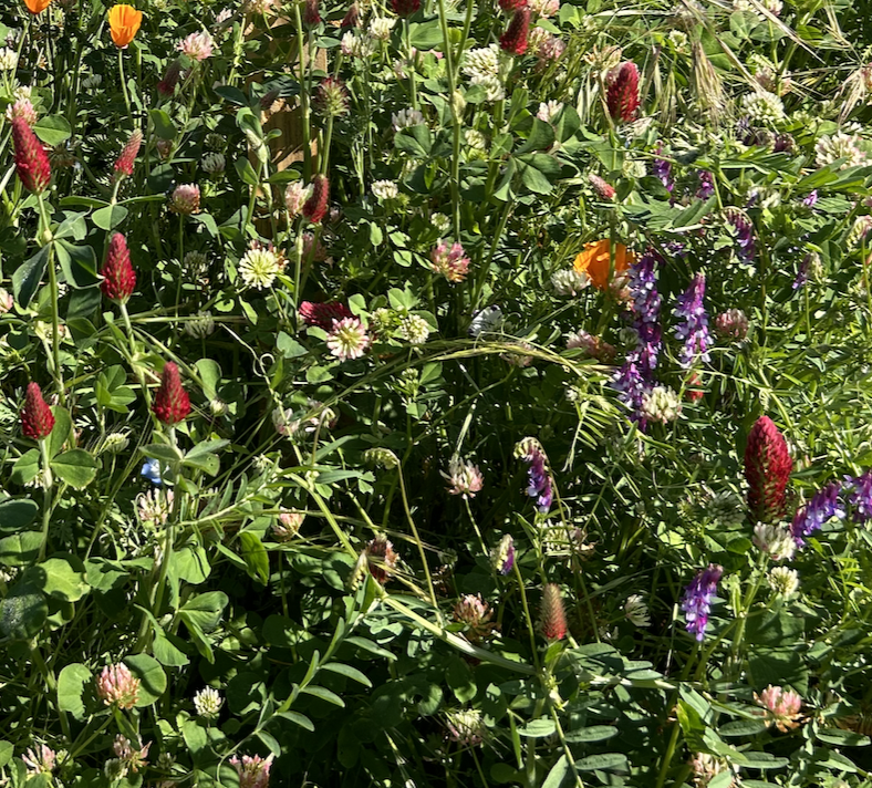 RS-401 Erosion Mix w/Wildflowers
