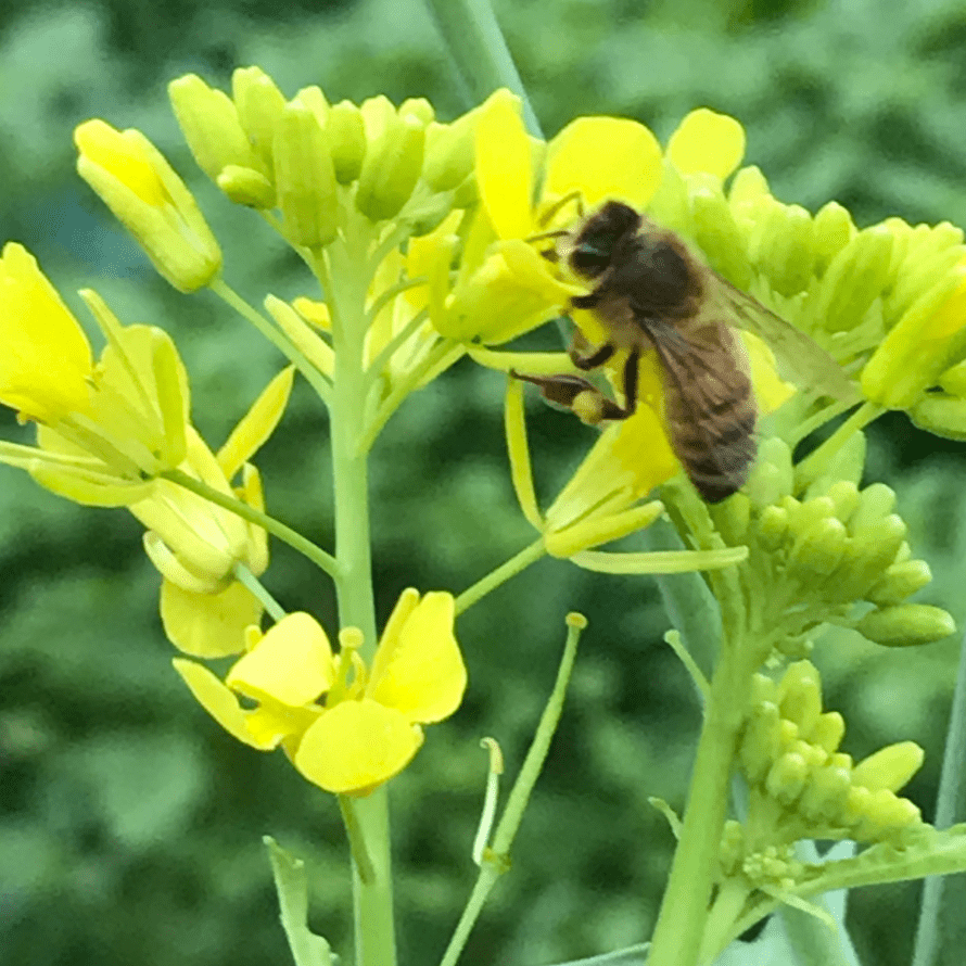 Pollinator Brassica Mix