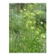 Cinquefoil, Praire/Tall