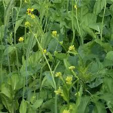African Cabbage