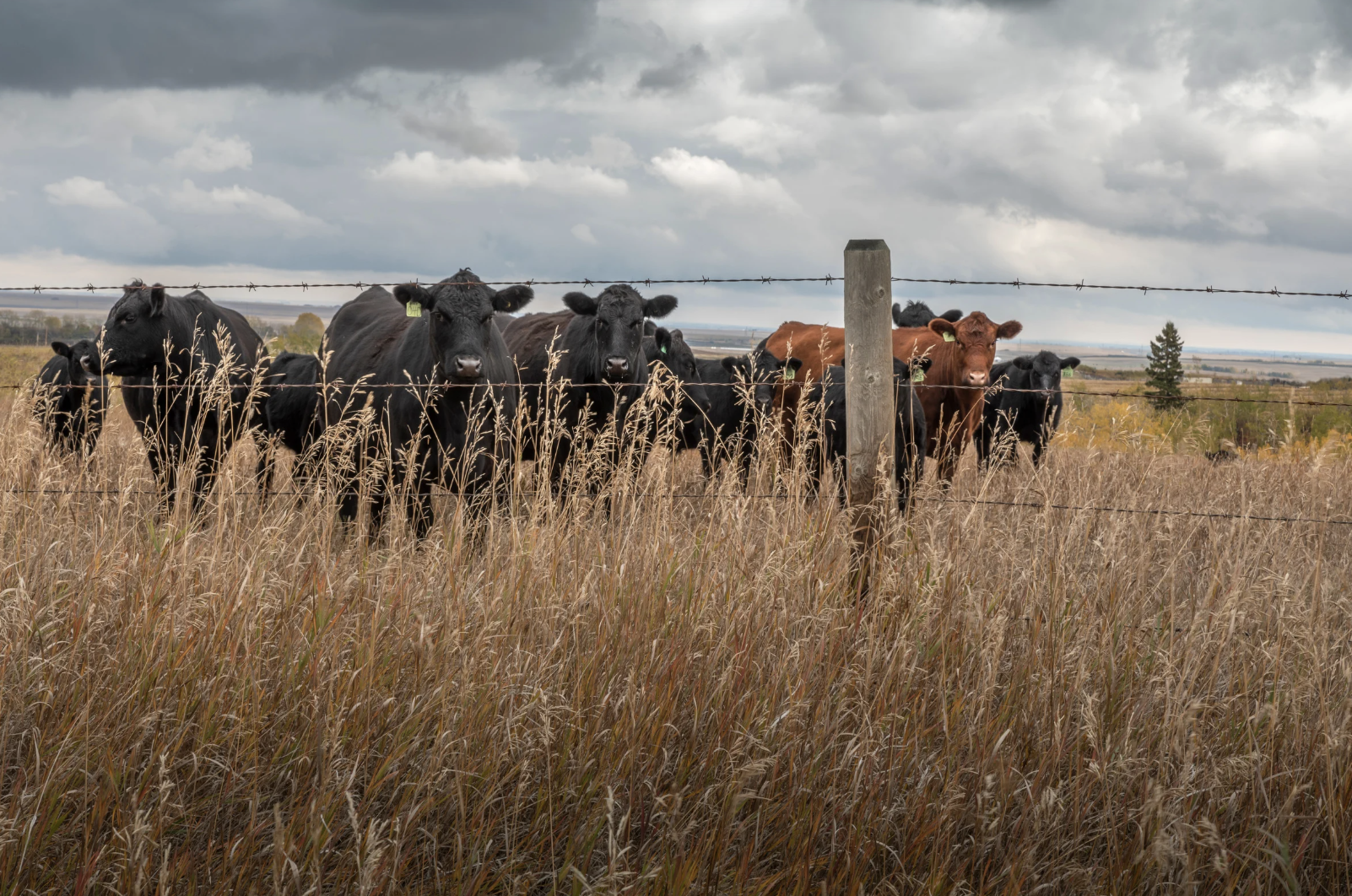 Dryland Pasture Mix