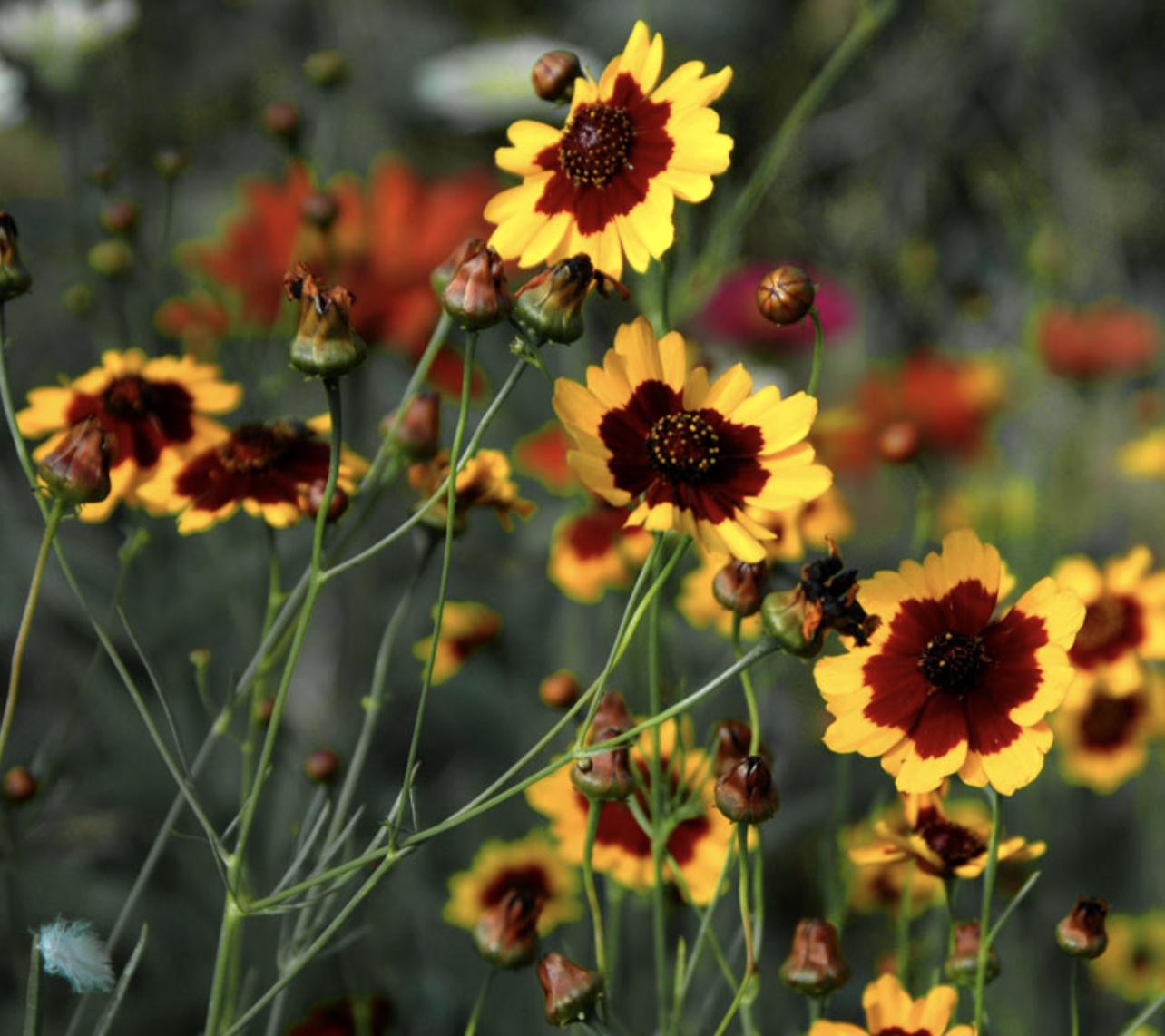 Great Basin Wildflower Mix