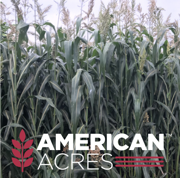 Bruiser Hybrid Sorghum Sudangrass