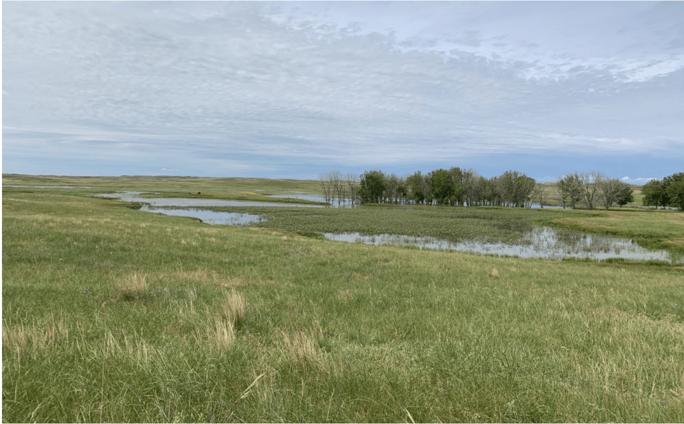 All Star FACW Wetland Mix