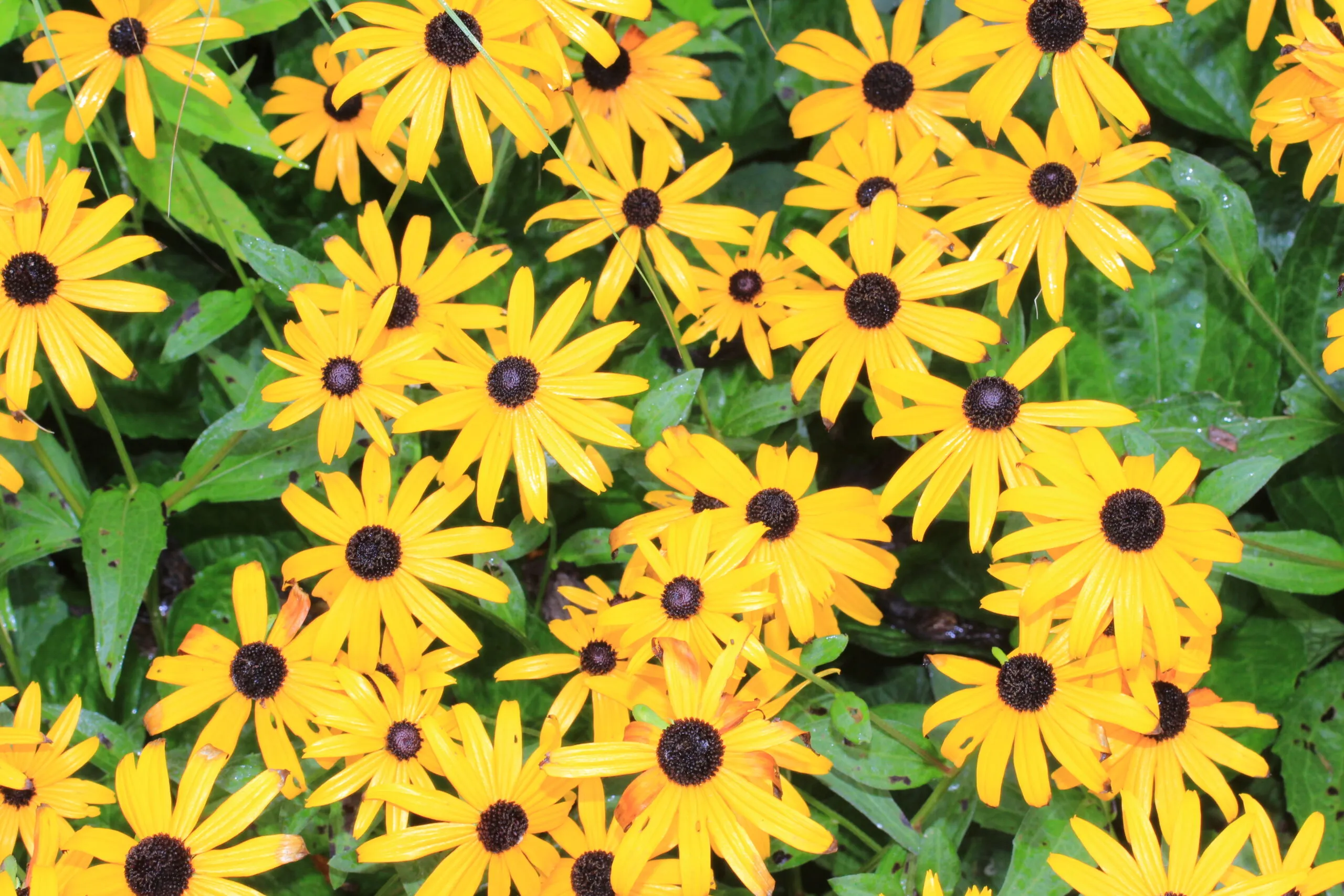 Sweet Black-Eyed Susan
