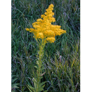 Goldenrod, Canada