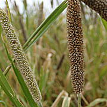 All Star BMR Pearl Millet