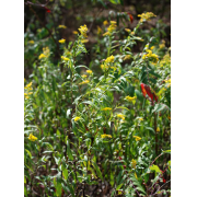 Goldenrod, Late/Giant