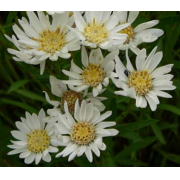 Aster, Upland White