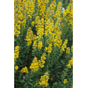 Goldenrod, Showy