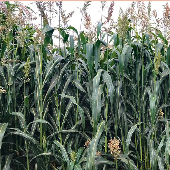 Bruiser Hybrid Sorghum Sudangrass