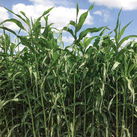 Excel II Sorghum Sudangrass