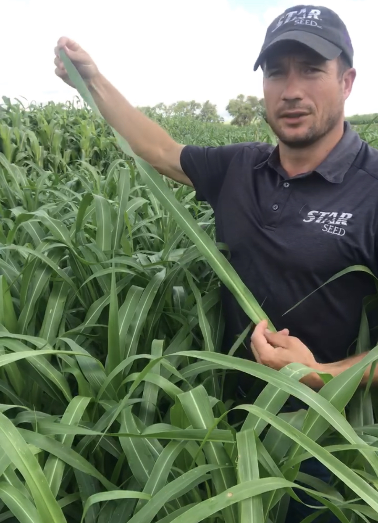 All Star Hybrid Pearl Millet