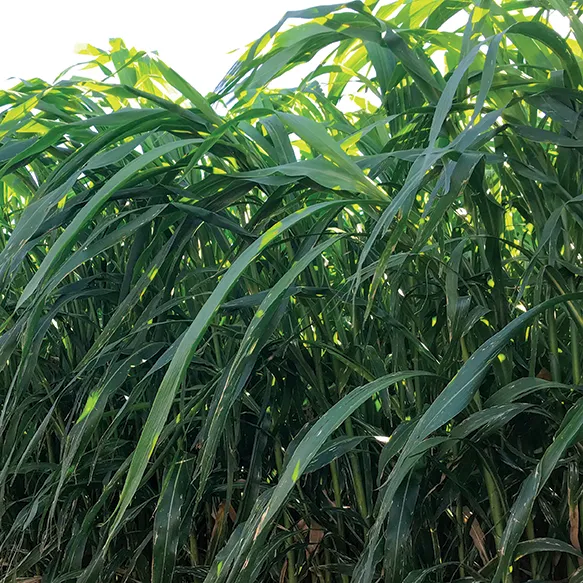 Hybrid BMR, PPS Sorghum Sudangrass; Drylander