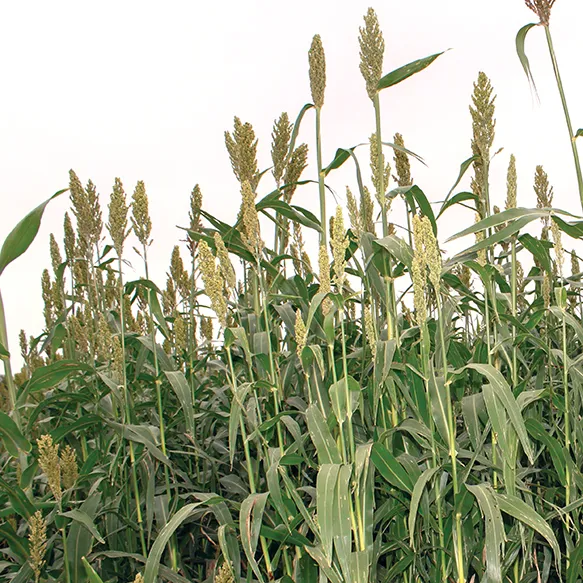 Magnum Sterile Hybrid Forage Sorghum