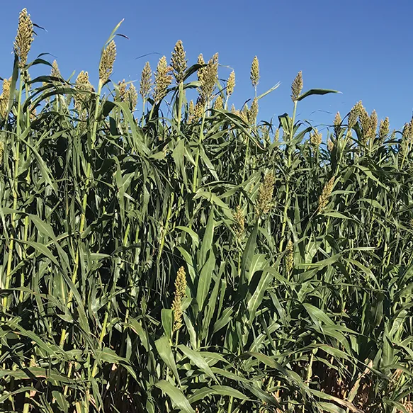 Magnum Ultra BMR Hybrid Forage Sorghum