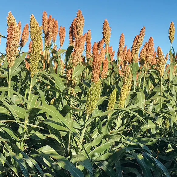 Packer HGY Forage Sorghum