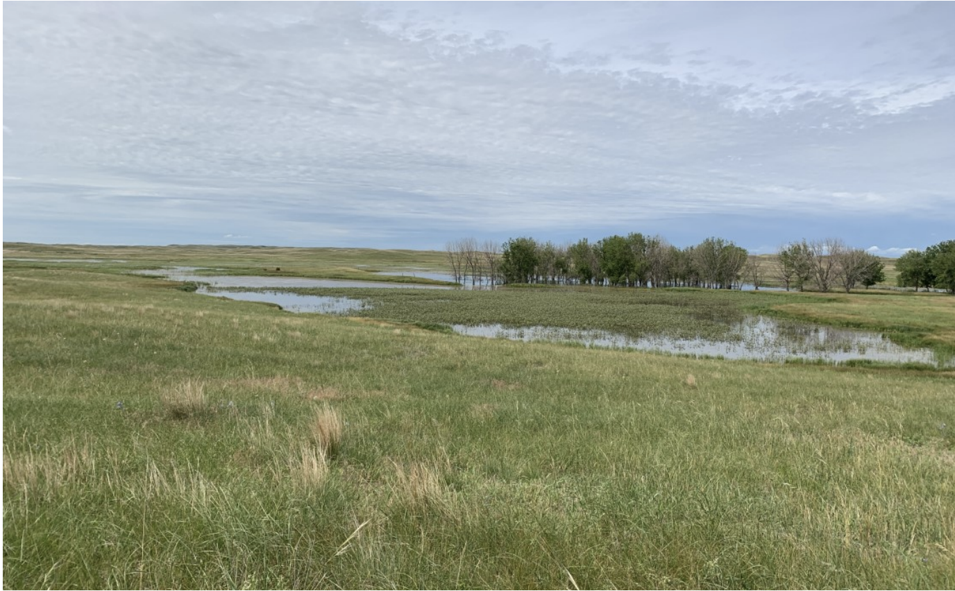 All Star FACW Wetland Mix