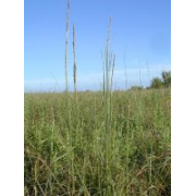 Dropseed, Rough/Tall