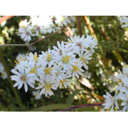 Heath Aster