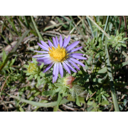 Aster, Aromatic
