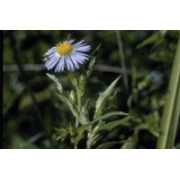 Aster, Swamp (Purple Stemmed)