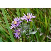Aster, Silky