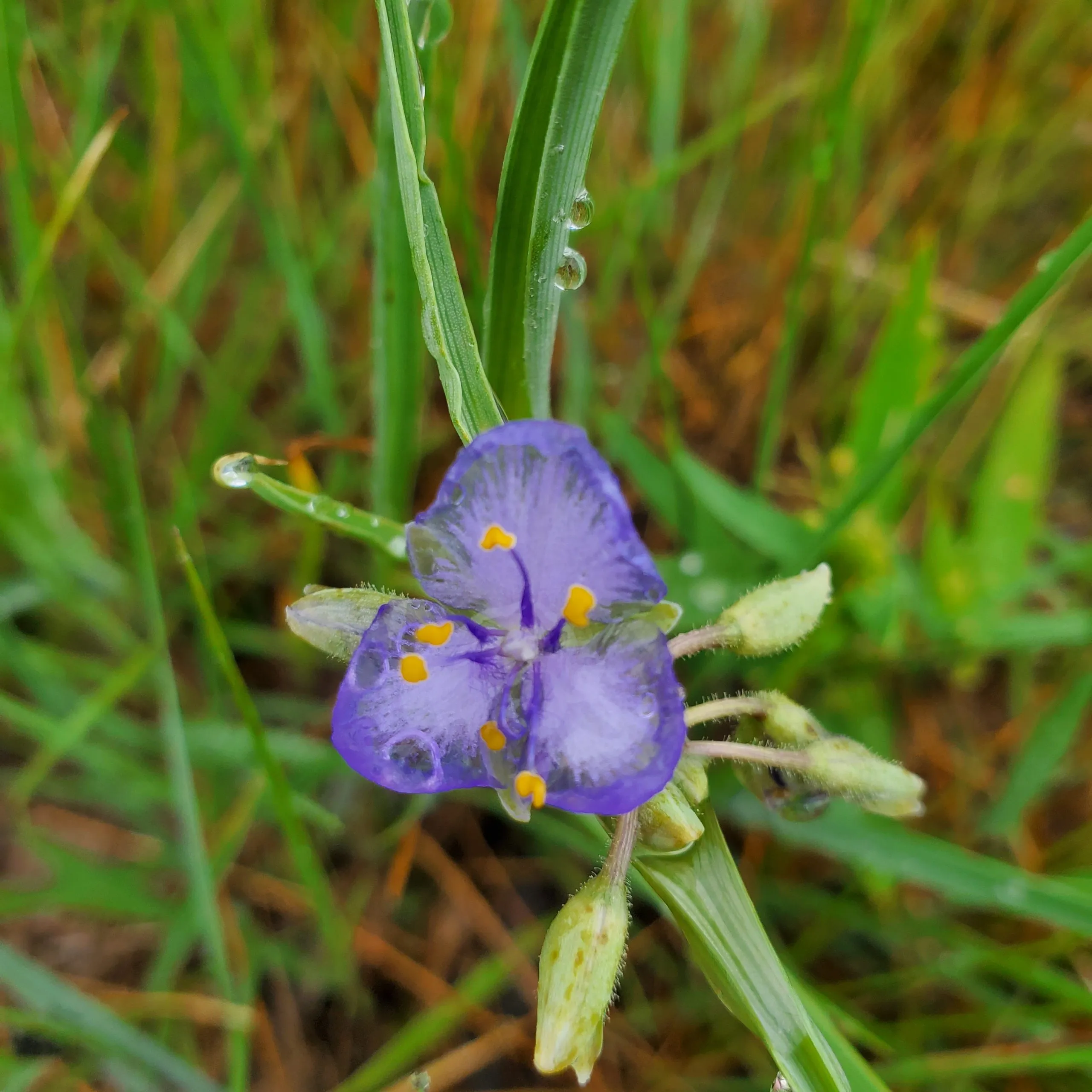 Spiderwort, Prairie