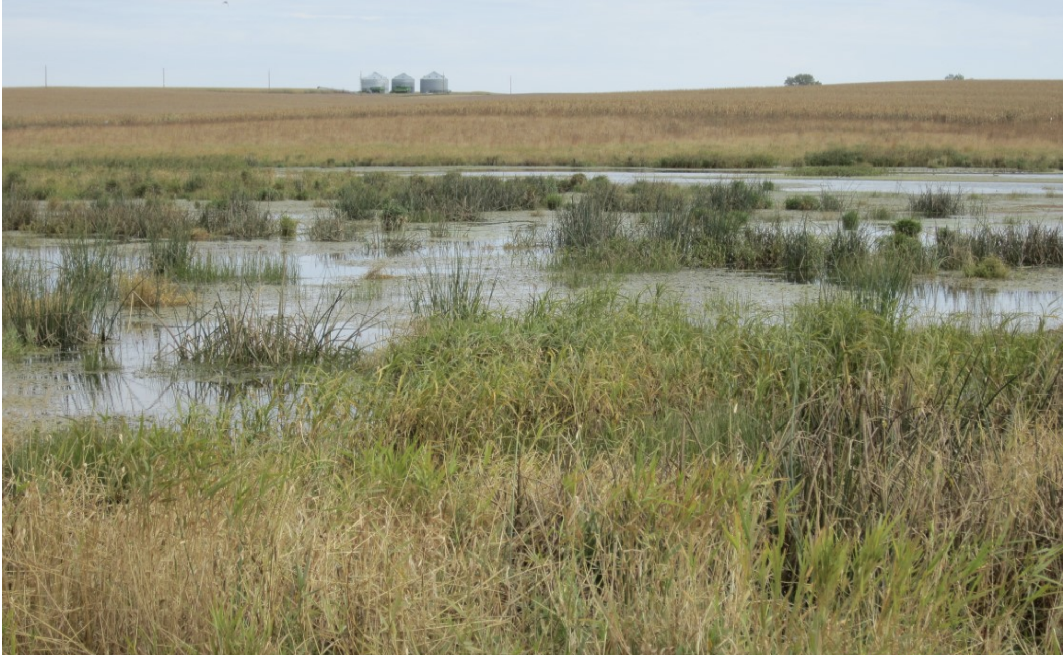 All Star OBGL Wetland Mix