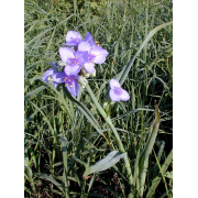 Spiderwort, Ohio