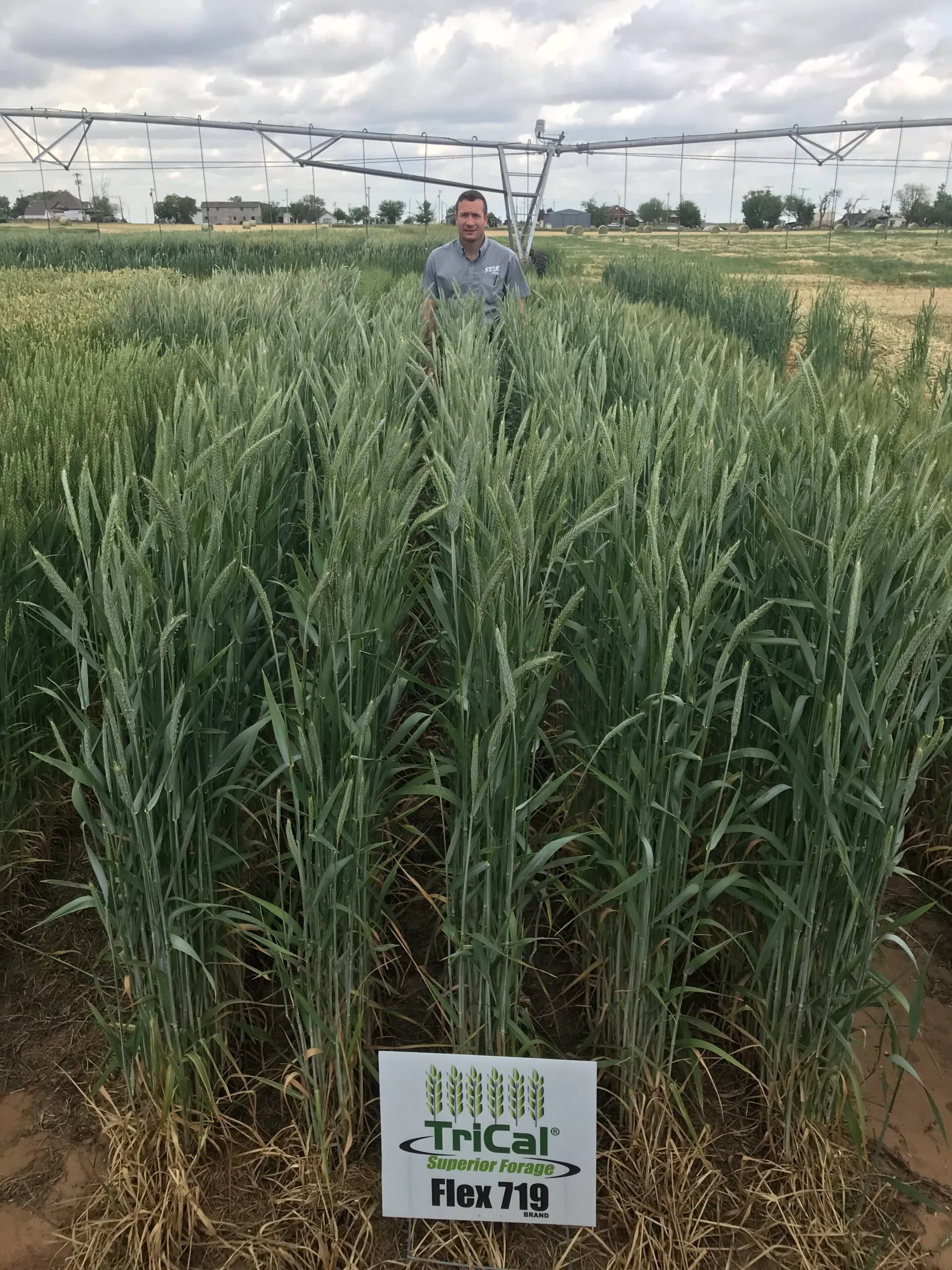 Flex 719 Triticale