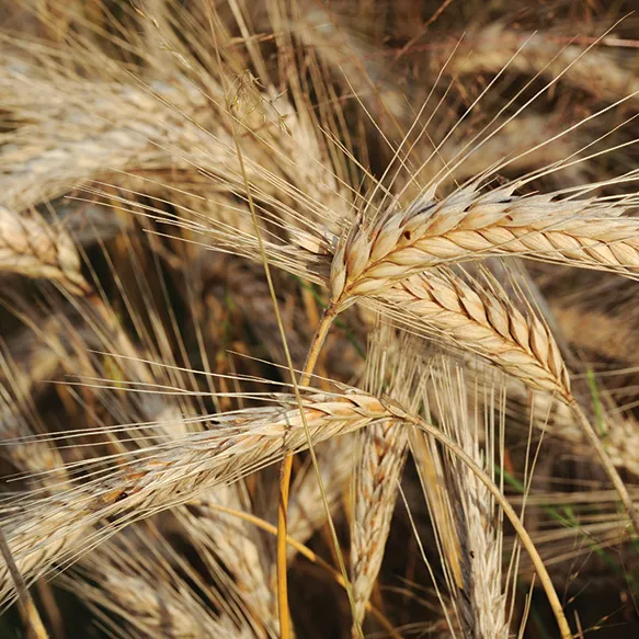 Spring Triticale